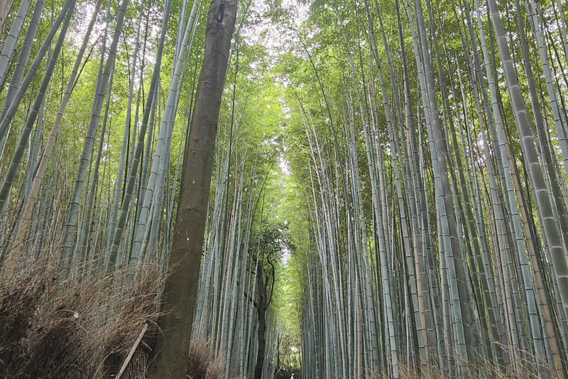 Foto de Japón en septiembre